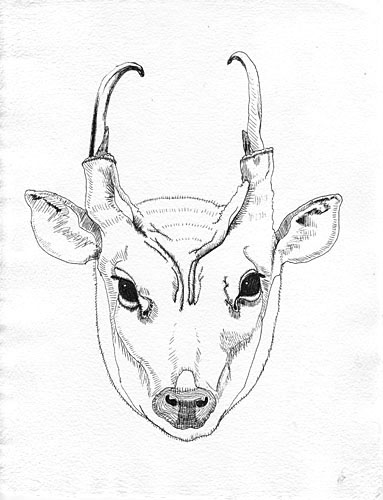 Muntjac No. 1  ink on handmade cotton paper 8.5 x 11 inches