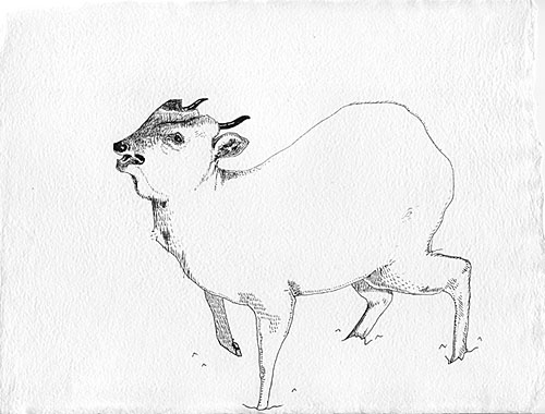 Muntjac No. 2 ink on handmade cotton paper 8.5 x 11 inches 